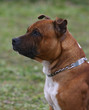 profil de staffordshire