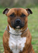 craquante staffie