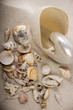 shell