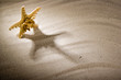 Foto: shell shell