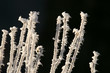 givre19