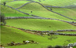 ireland farmland