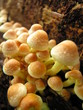 champignon champignon