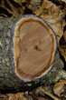 cut log