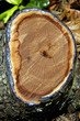 cut log