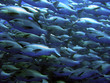 snappers wall