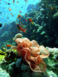 eggs spanish dancer 1