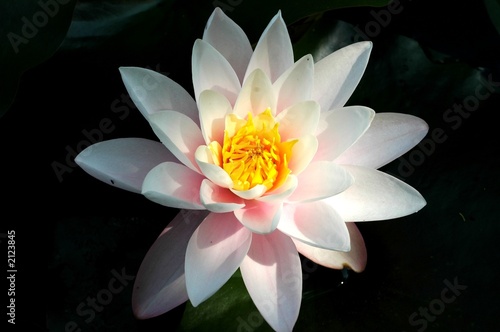 fiore