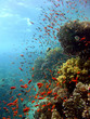 anthias 2