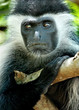 colobus monkey