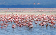flamingos on lake