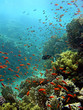 jackson reef 3