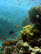 coral reef 56
