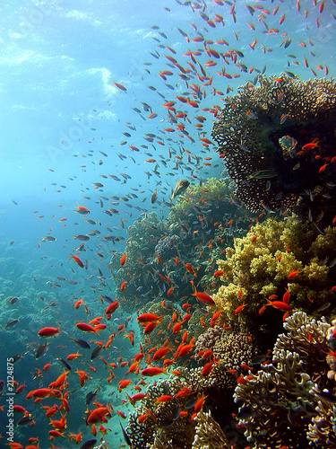 anthias 2