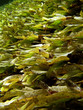 sea grass
