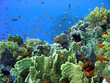 coral reef 45
