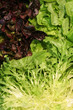 salade