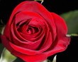red rose