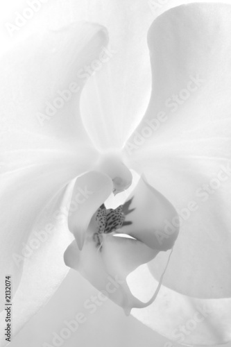 Photo: beautiful white flower orchid bloom vagina clitori beautiful white flower orchid bloom vagina clitori