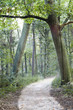 forest entrance