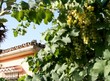 grapes and house grapes and house