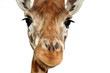 girafe n°3