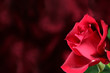 red rose