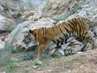 tigre