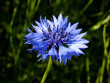 cornflower cornflower