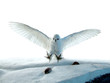 a hunting owl