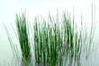 grass in water