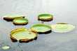 leaves of water lily