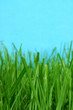grass macro