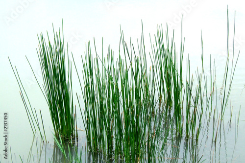 grass in water