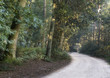 forest road