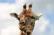 giraffe