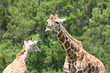 giraffe