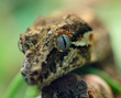 brown lizard face
