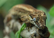 brown lizard on wood