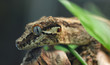 brown lizard profile