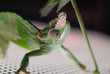 lizard on metal