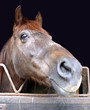 tête de cheval