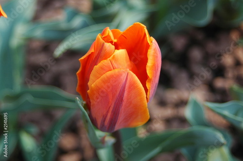 tulipano