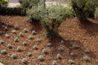 lavander and olive tree in pine bark