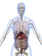 weibliche anatomie weibliche anatomie