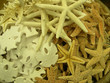 white sea shells