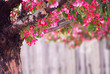 apple tree