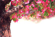 apple tree