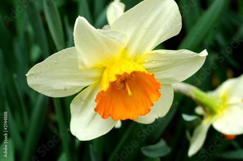narciso