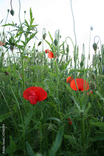 Photo: klatschmohn klatschmohn